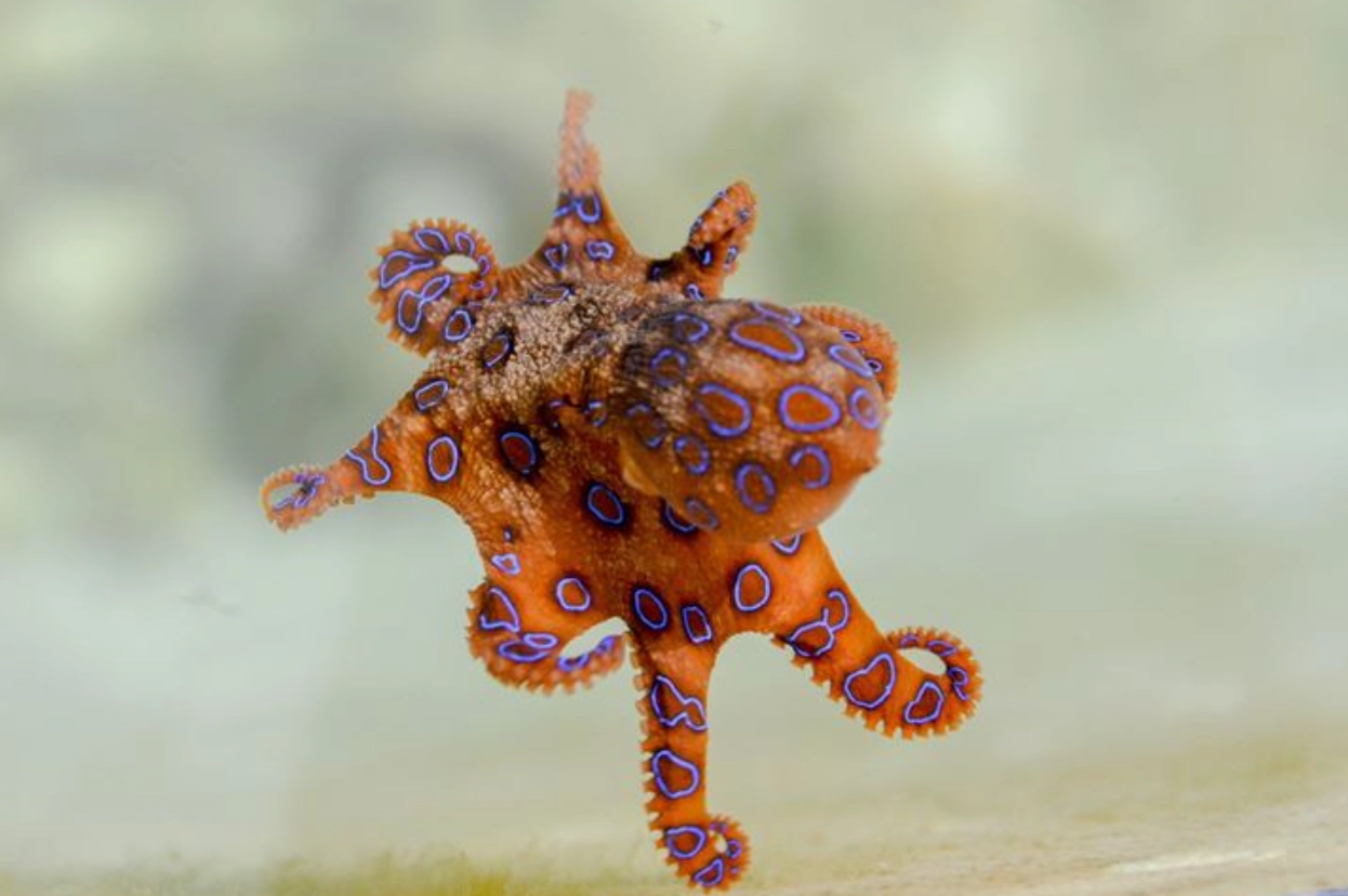 小章魚怎麼用？寵物章魚飼養全攻略與實用技巧