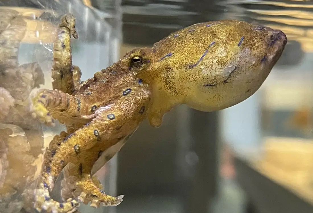 寵物章魚怎麼養