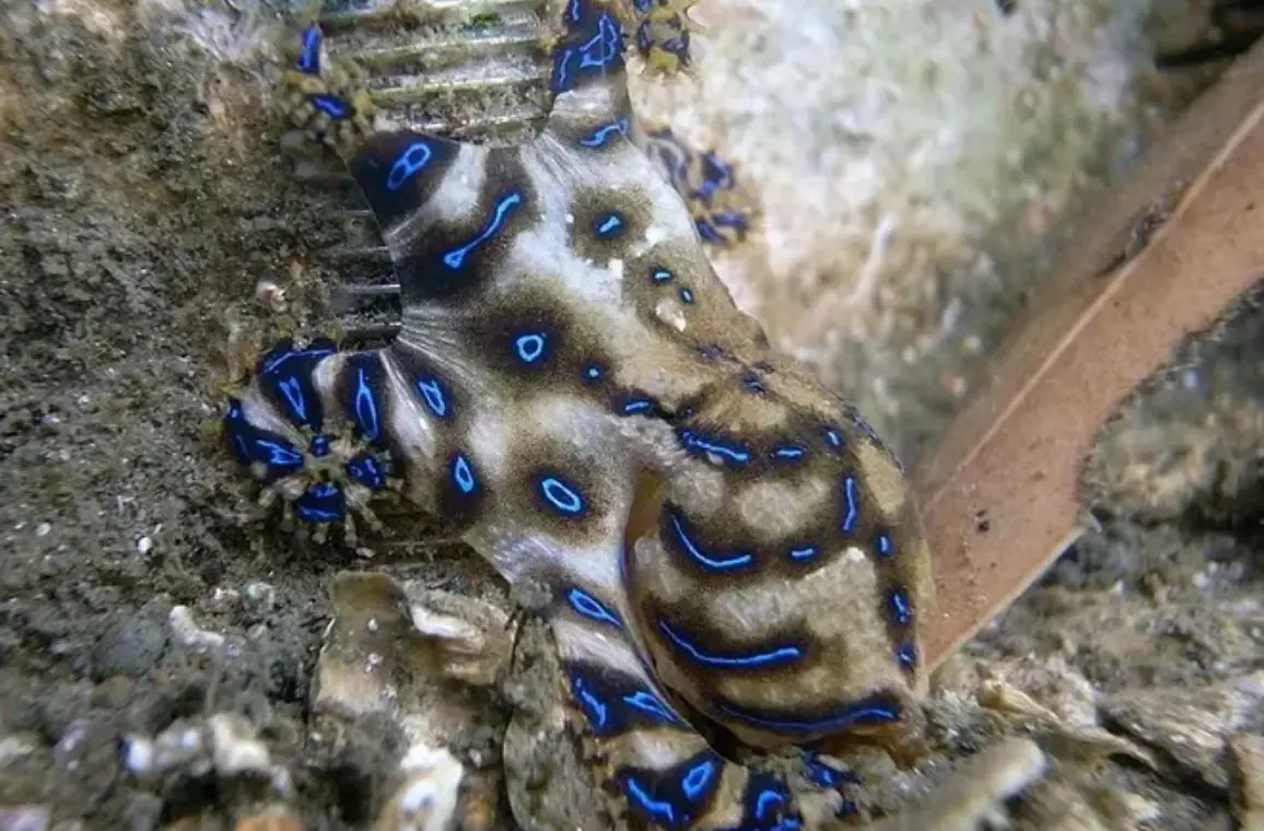 寵物章魚怎麼養