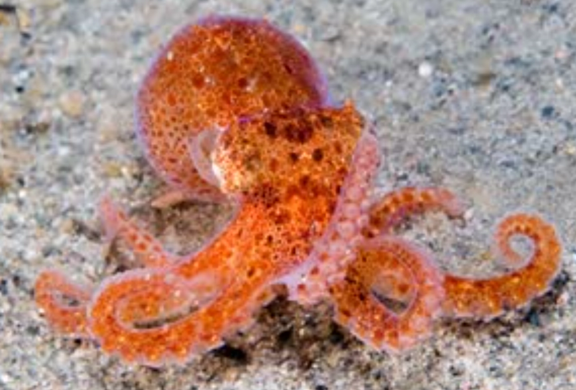 小章魚照顧方法