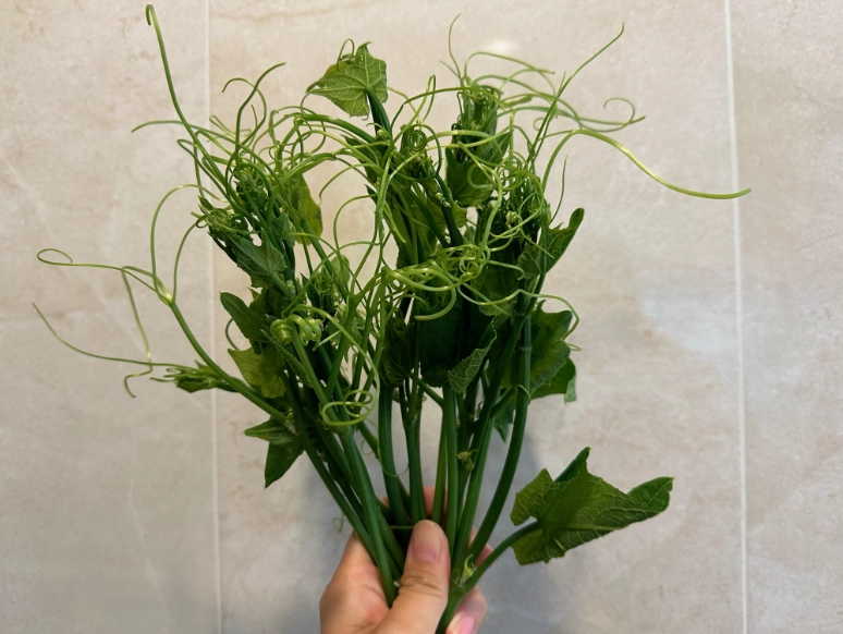 龍鬚菜 食用方法 龍鬚菜 食用方法