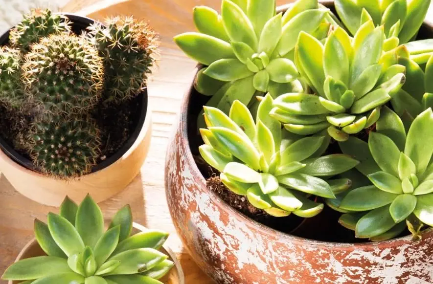 仙人掌養護技巧