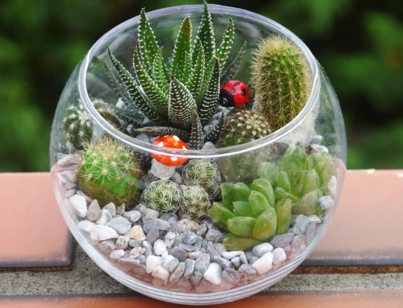 室內仙人掌品種