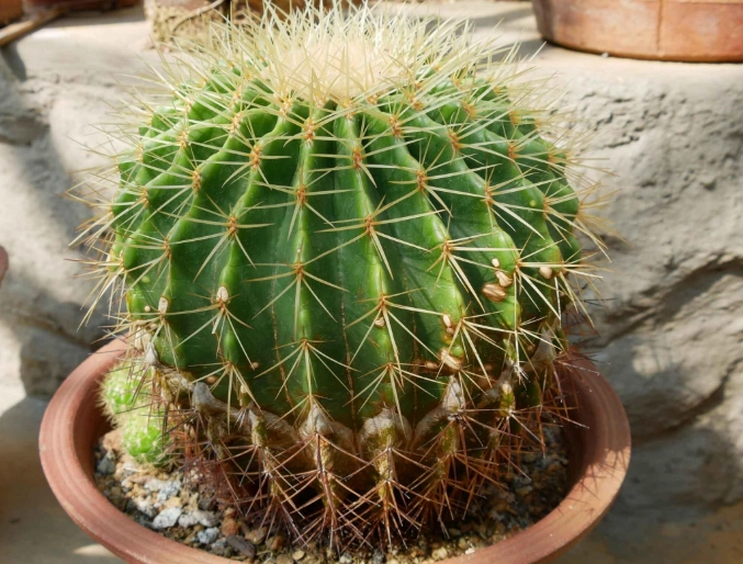 仙人掌養護技巧