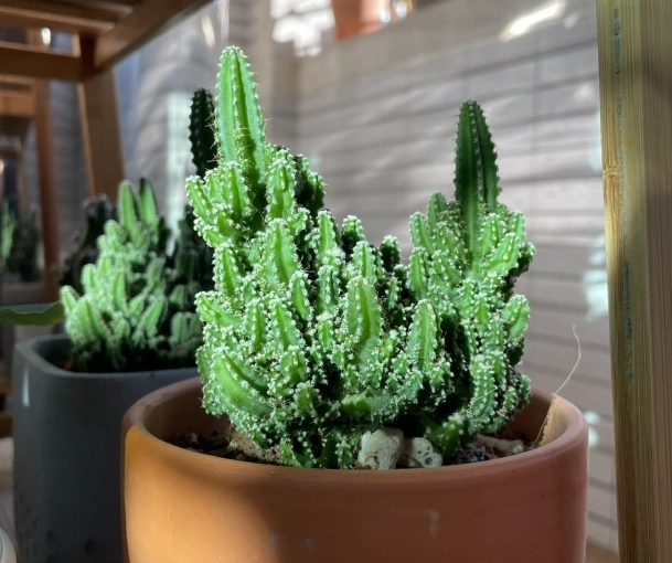 仙人掌室內佈置