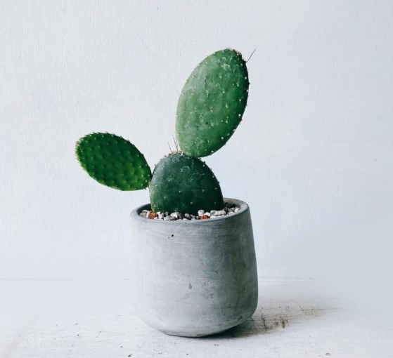 室內仙人掌品種