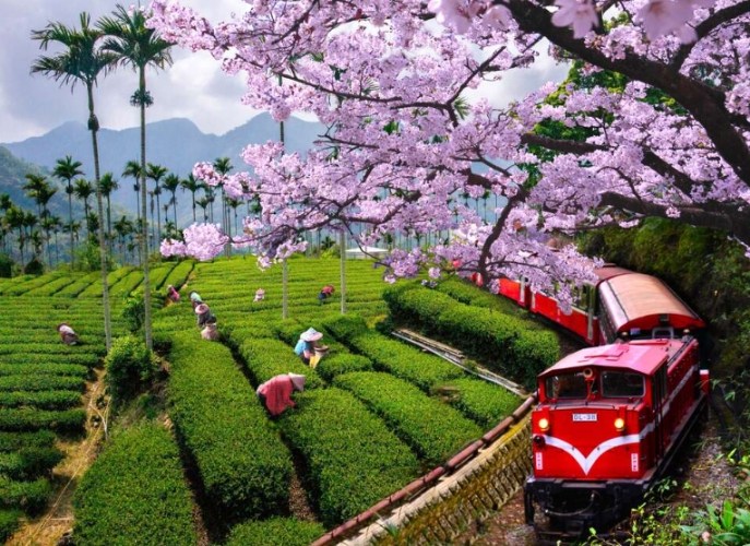 阿里山三天兩夜行程 阿里山三天兩夜行程