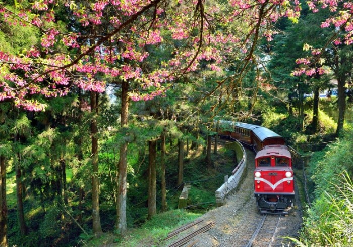 阿里山旅遊攻略 阿里山旅遊攻略