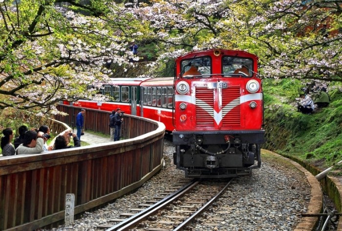 阿里山行程規劃 阿里山行程規劃