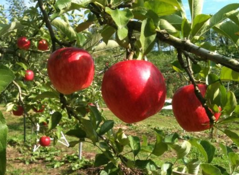 寵物友善農場推薦 寵物友善農場推薦