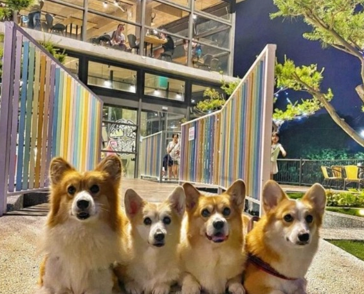 宜蘭室內寵物友善