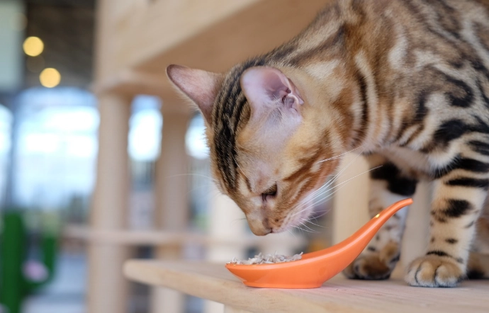 寵物室內景點宜蘭