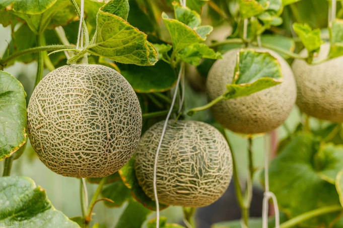 哈密瓜挑選技巧