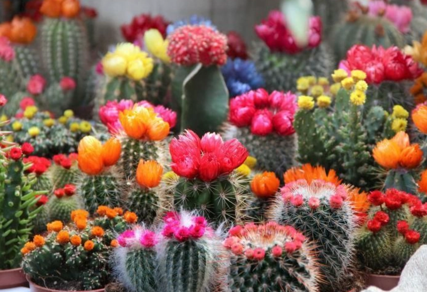 仙人掌種植方法