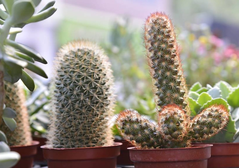 仙人掌照顧技巧