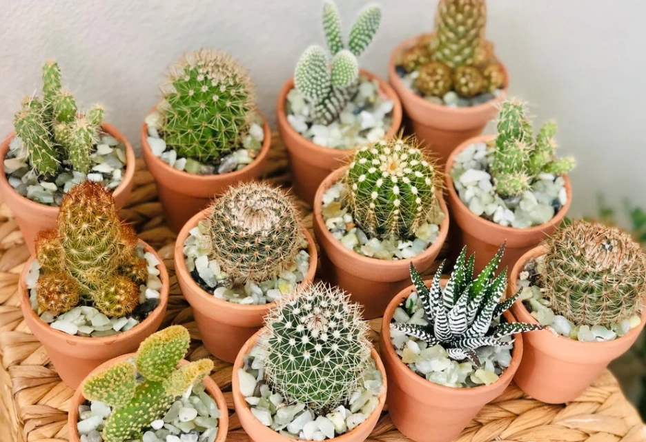 仙人掌種植方法