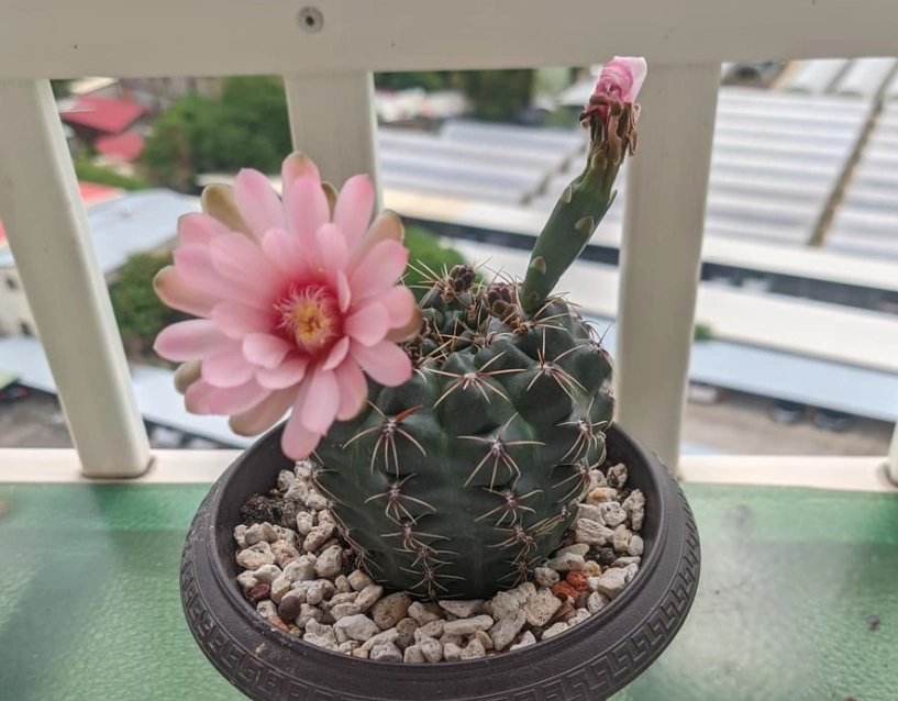 仙人掌照顧技巧