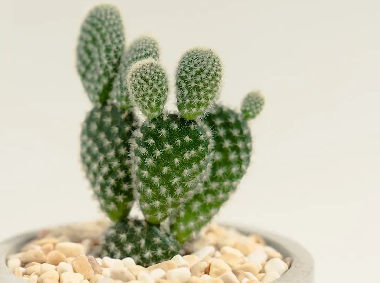 仙人掌種植方法