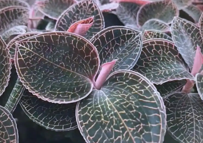 黄金草使用方法