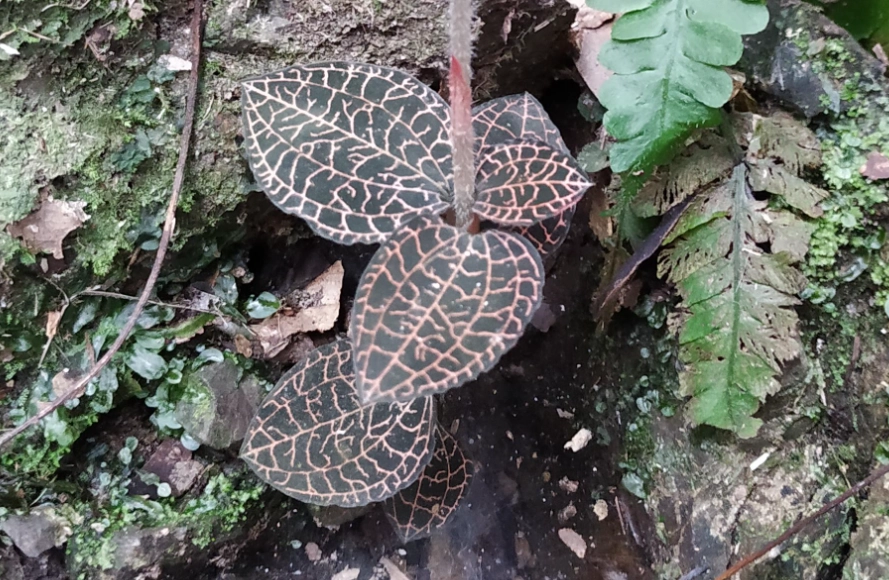 黄金草使用方法